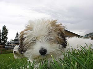 Puppy Portraits